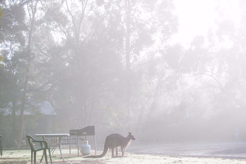 Gariwerd Motel Halls Gap Buitenkant foto